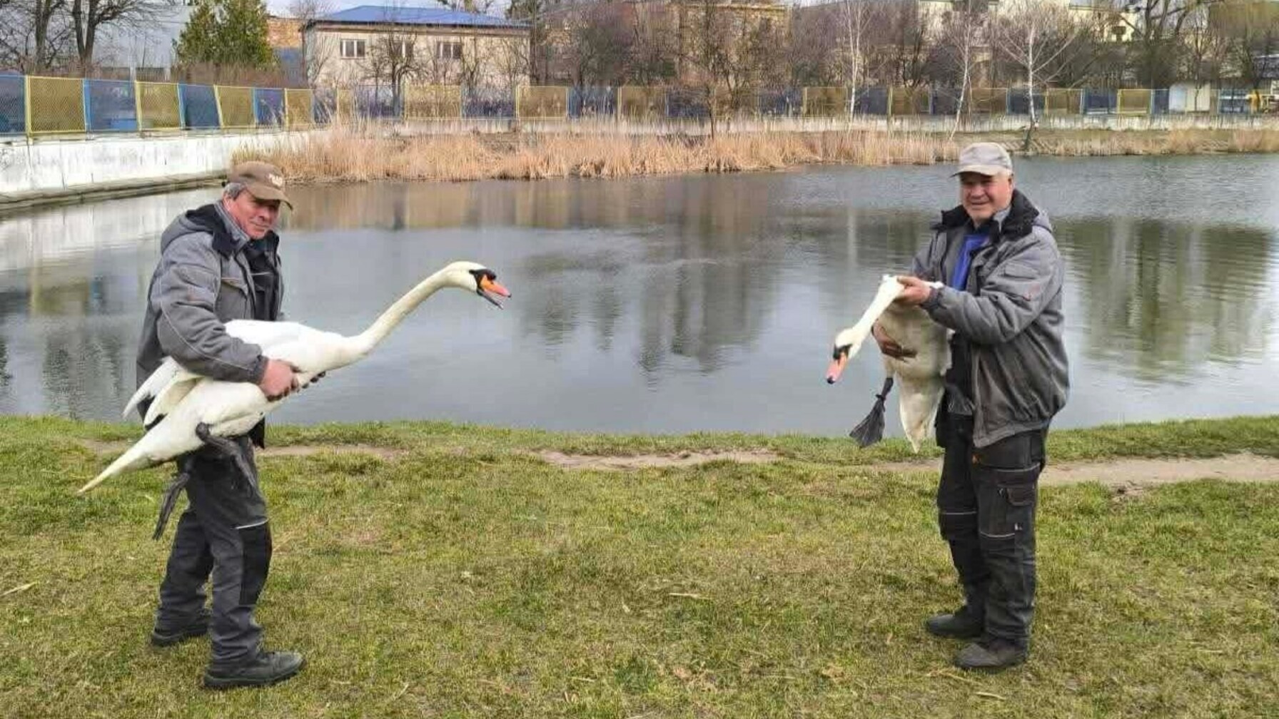 Левандівське озеро у Львові привітало повернення пари лебедів - милуватися ними можуть усі (фотографії)