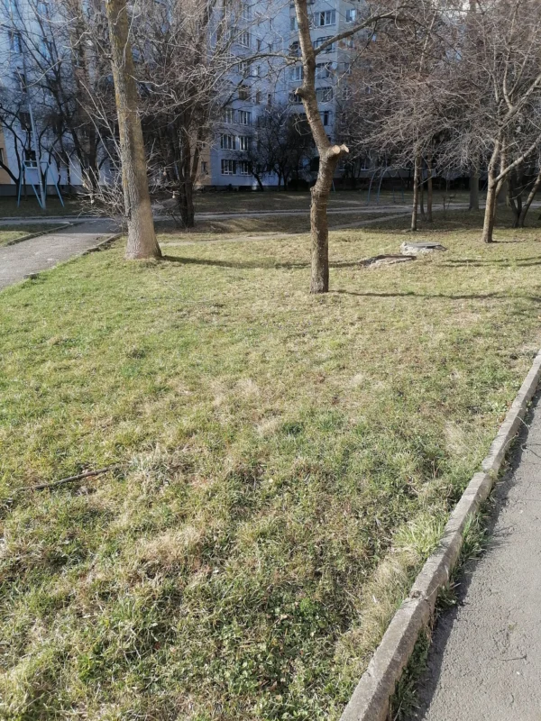 У Львові у спальному районі спалахнув скандал через суперечку щодо вирубки вишневих дерев, які місцеві мешканці вважали частиною прибудинкової території.