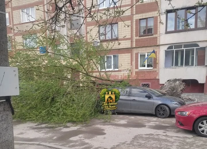 Несподіваний удар: Дерево впало на автомобіль у Сихові, викликавши переполох та занепокоєння місцевих мешканців