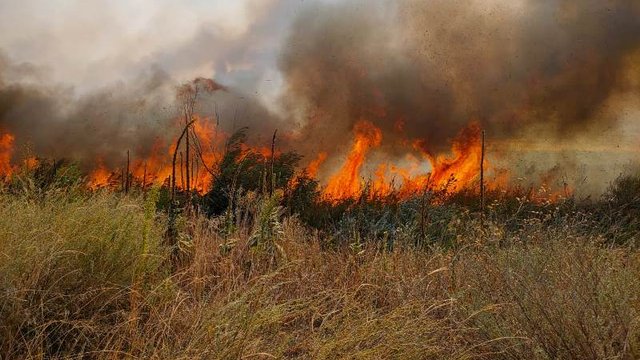 Дрогобичанин постраждав під час пожежі сухостою: 56-річний чоловік зазнав травм при ліквідації пожежі на узбіччі