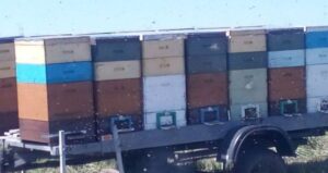 “На Львівщині рій бджіл напав на жінку з дітьми: постраждала в реанімації”.