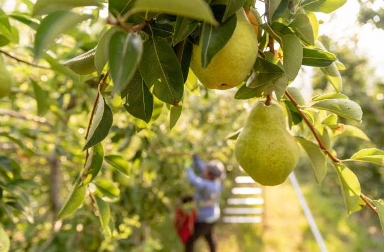 дерево груши из питомника