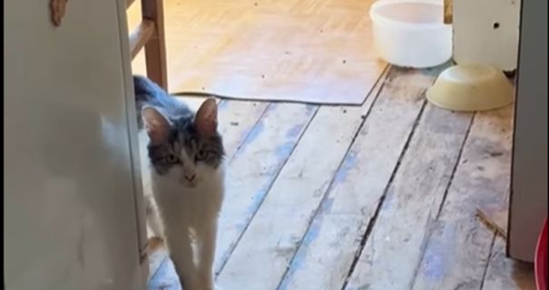 Власний дім перетворився на притулок: У Львові вилучили 34 котів та черепаху, щоб запобігти вилученню дитини через антисанітарію